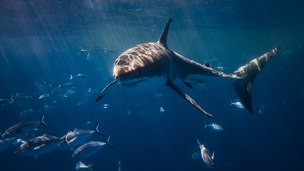 Sharks and rays are faring better in Australian waters amid a global population decline, an international research has found. /VCG