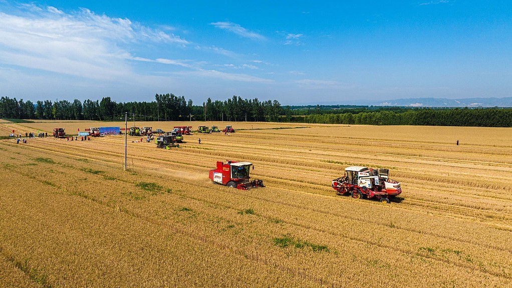 A view of wheat harvesting in north China's Shanxi Province, June 16, 2023. /CFP