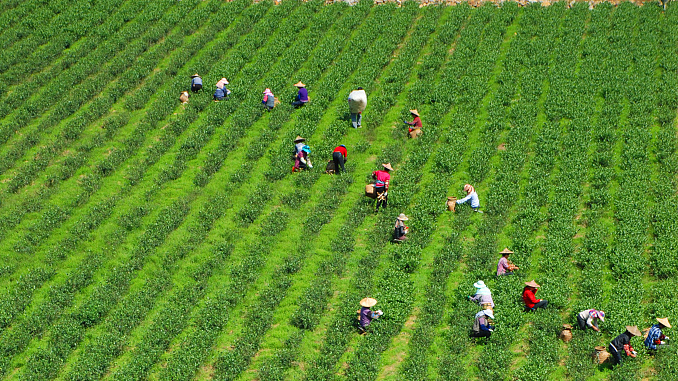 Live: Scenic view of Yunling Tea Manor in east China's Quanzhou city