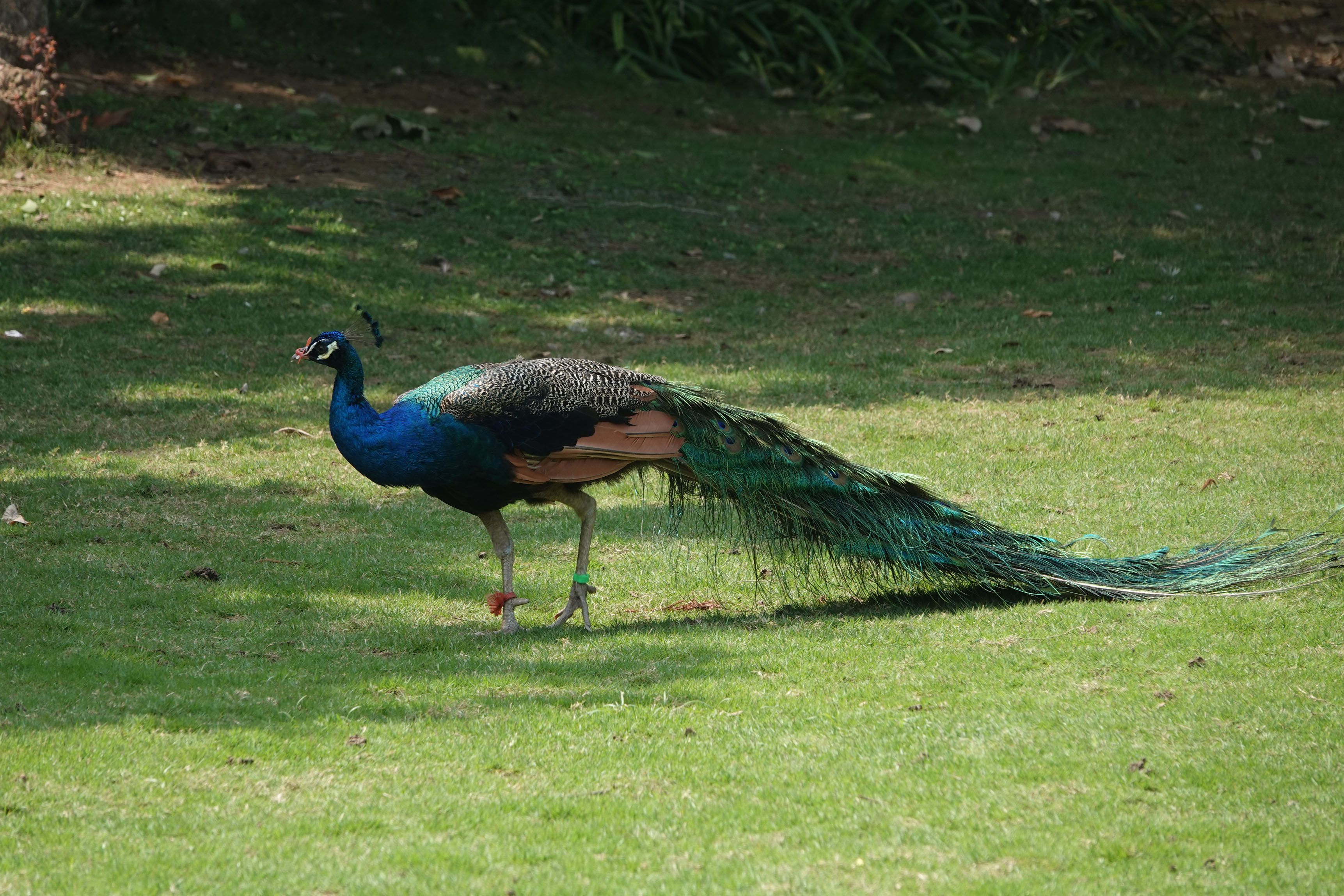 A peacock stands on the green lawns of Qingxiushan Park in Nanning, Guangxi, May 17, 2023. /CNSPHOTO
