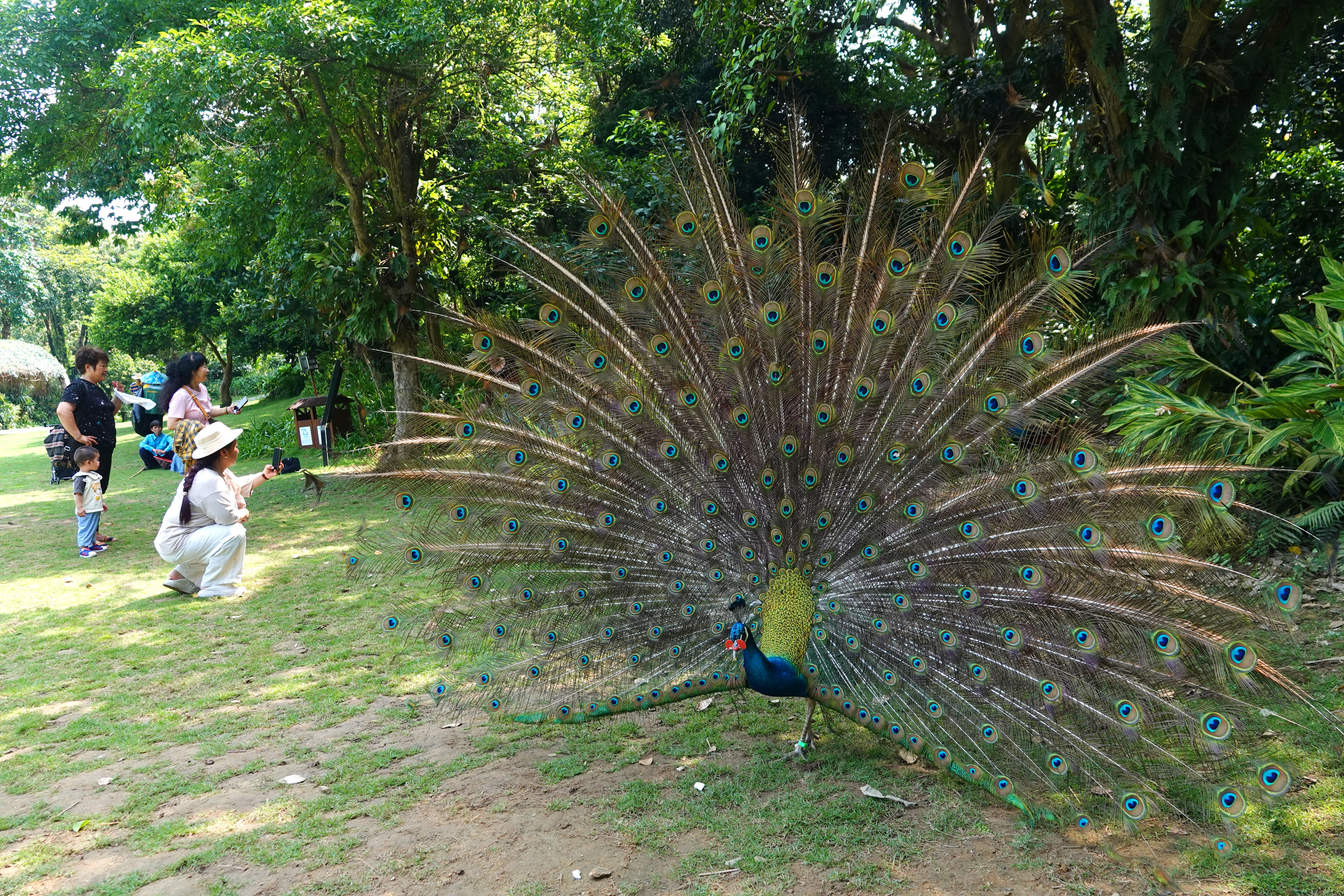 A peacock fans its tail feathers in Nanning, Guangxi on May 17, 2023. /CNSPHOTO
