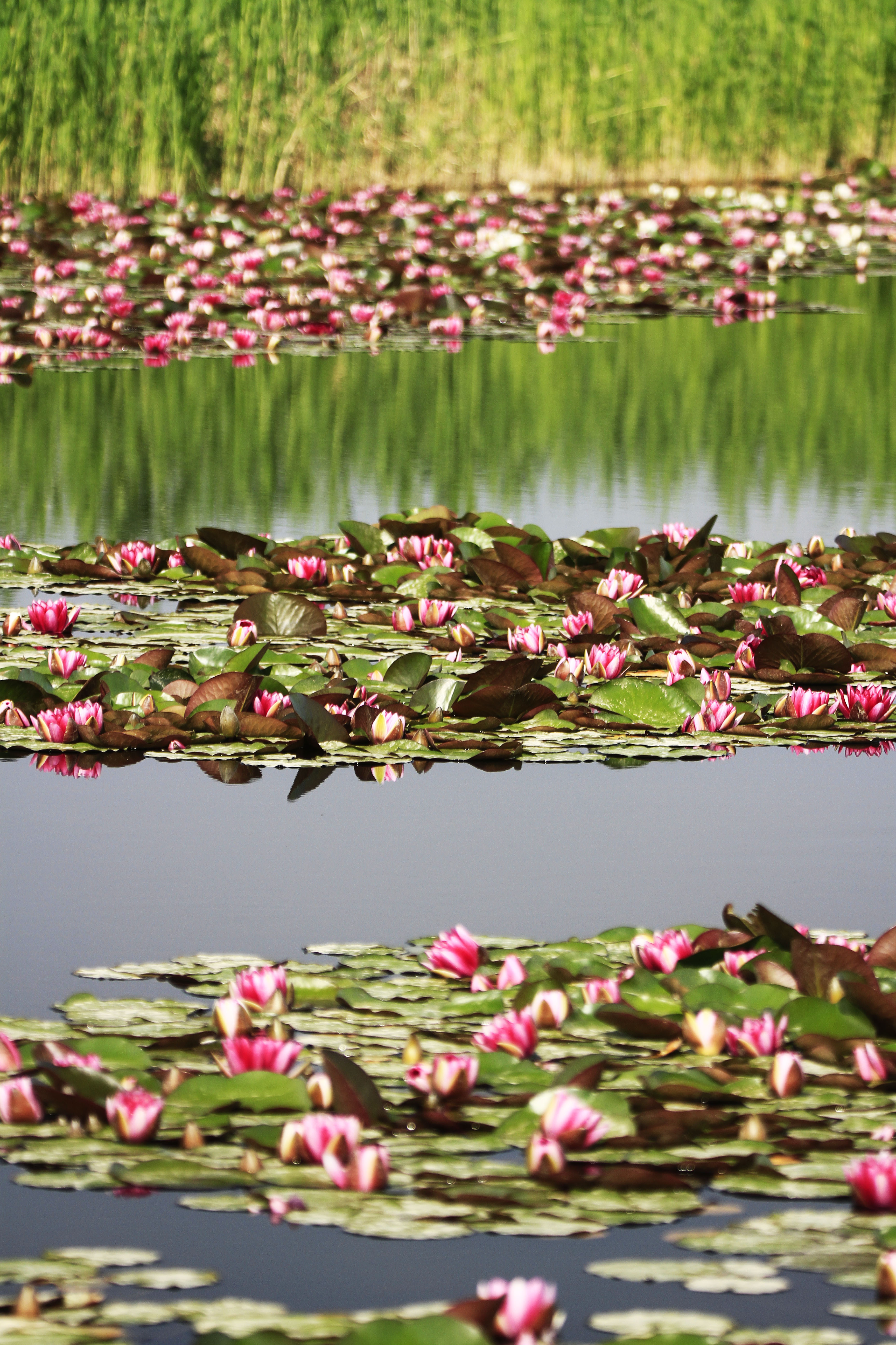 Water lilies are in full bloom at the Zhangye National Wetland Park in Gansu. /CNSPHOTO