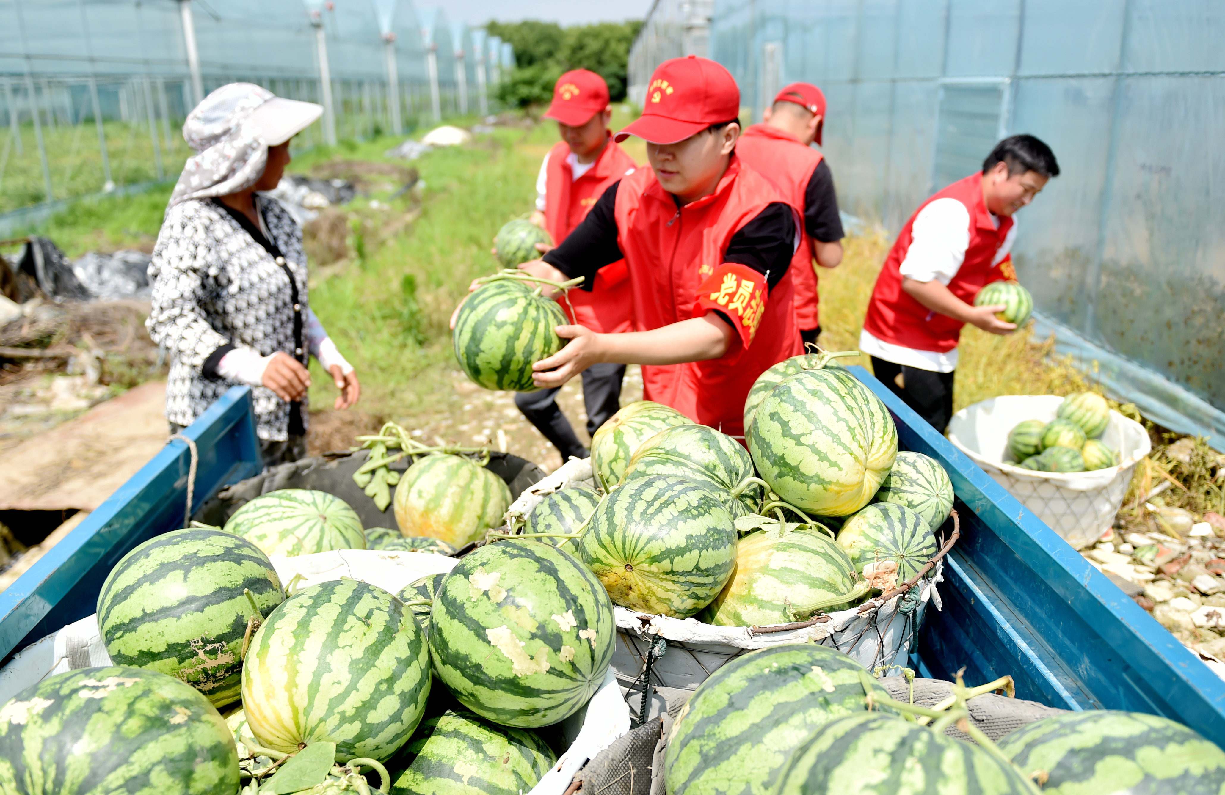 Locals reap a bumper harvest of watermelons in Hefei, east China's Anhui Province on June 7, 2023. /CNSPHOTO