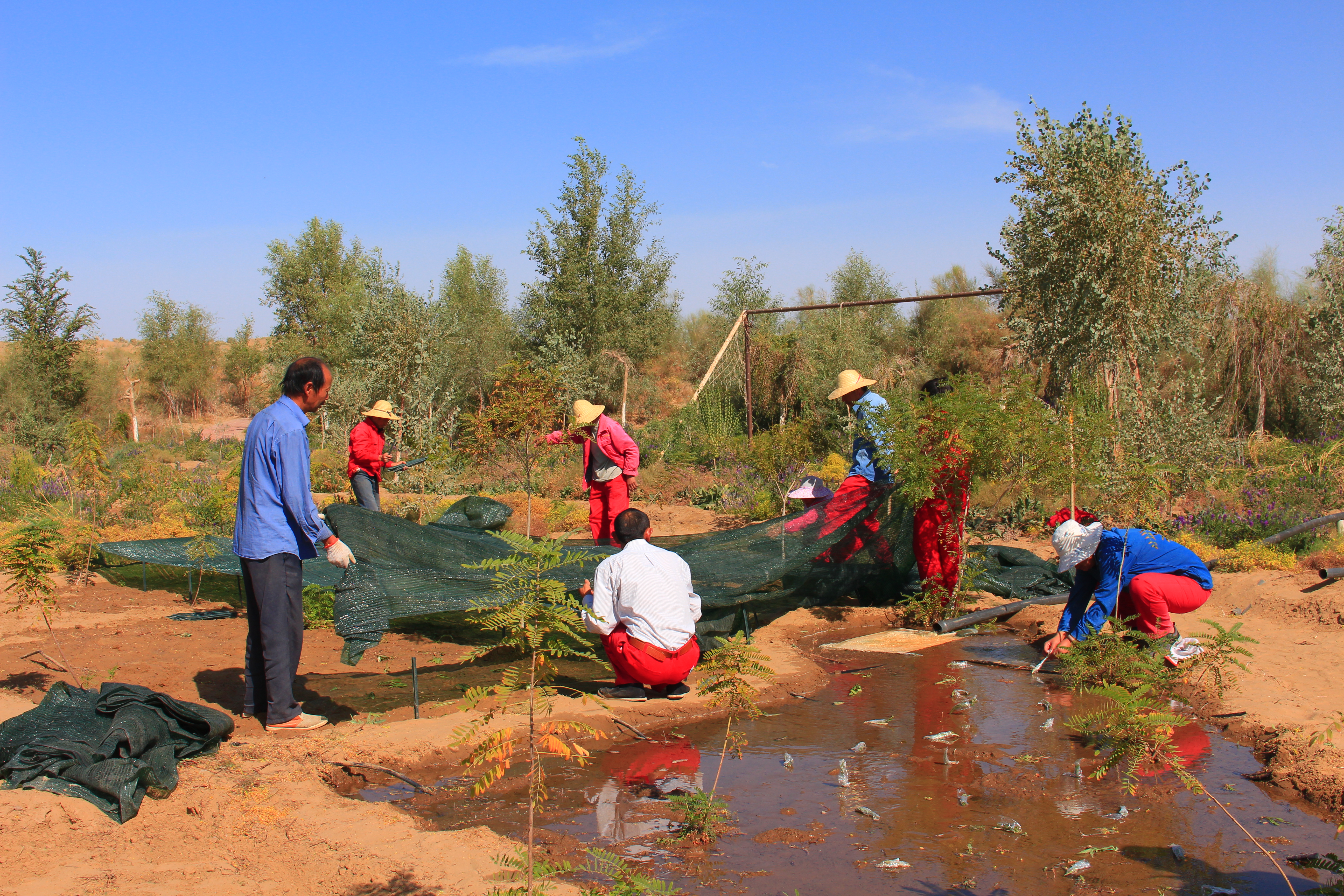 Growing saplings in the Tazhong botanical garden. 