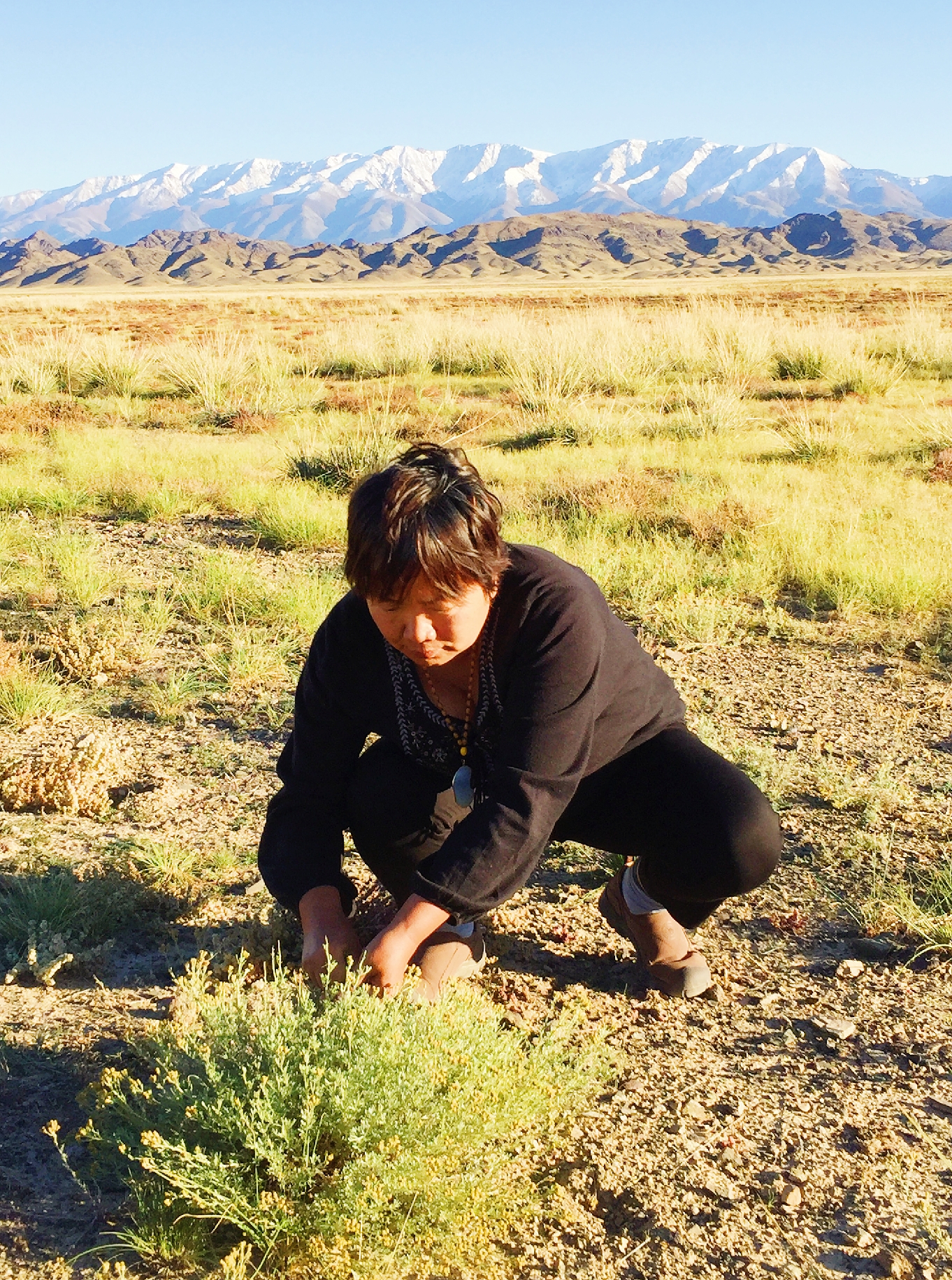 Chang Qing collects seeds, September 2016. 