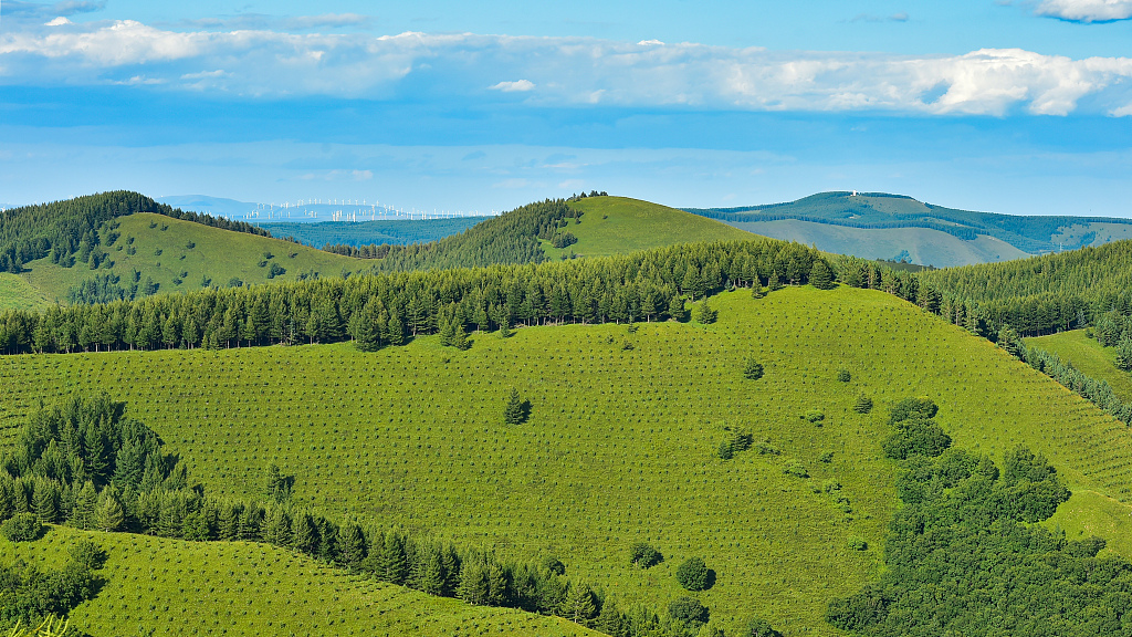 Saihanba, the world's largest artificial forest, is one of the most prominent role models of the Three-North Shelterbelt Forest Program. /CFP