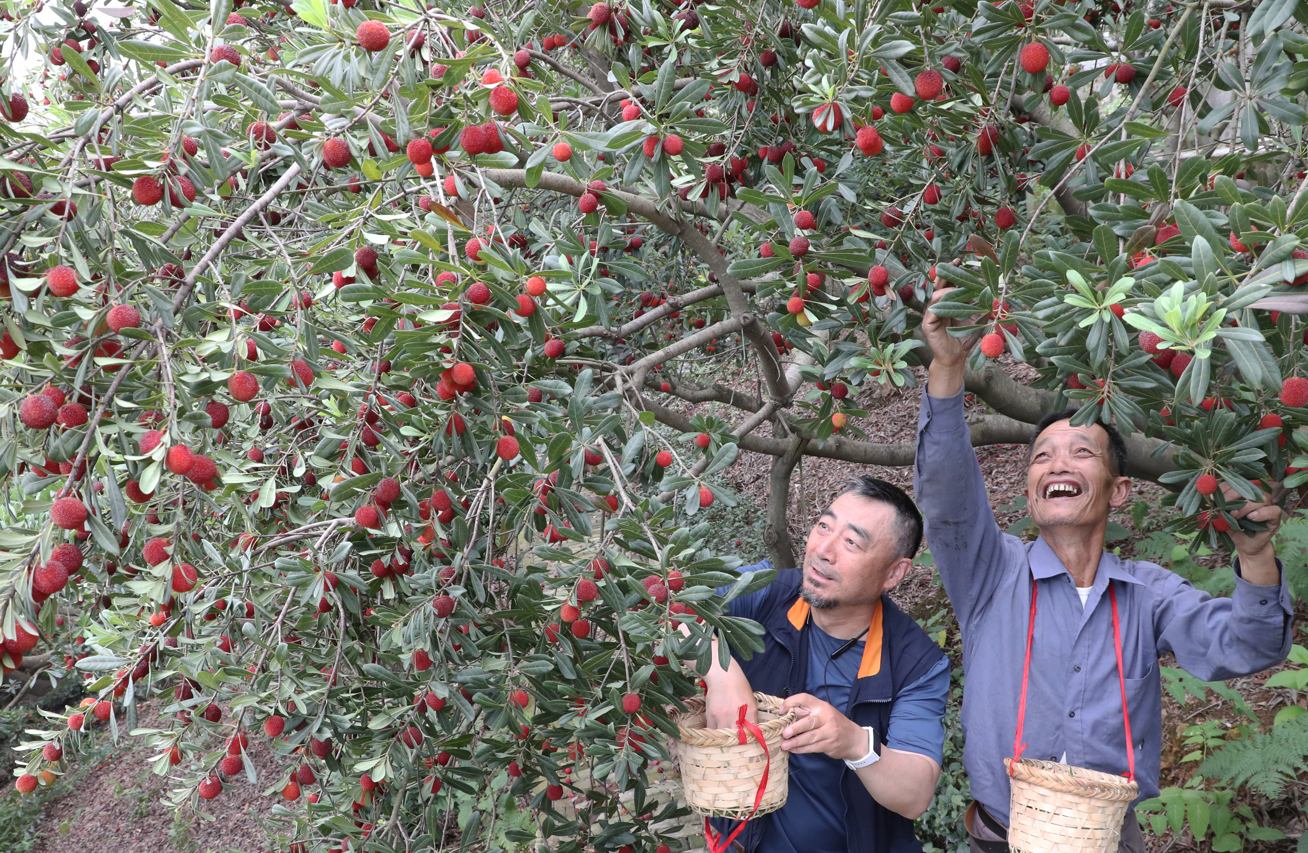 Farmers pick Chinese bayberries at an orchard in Suzhou, east China's Jiangsu Province on June 7, 2023. /CNSPHOTO