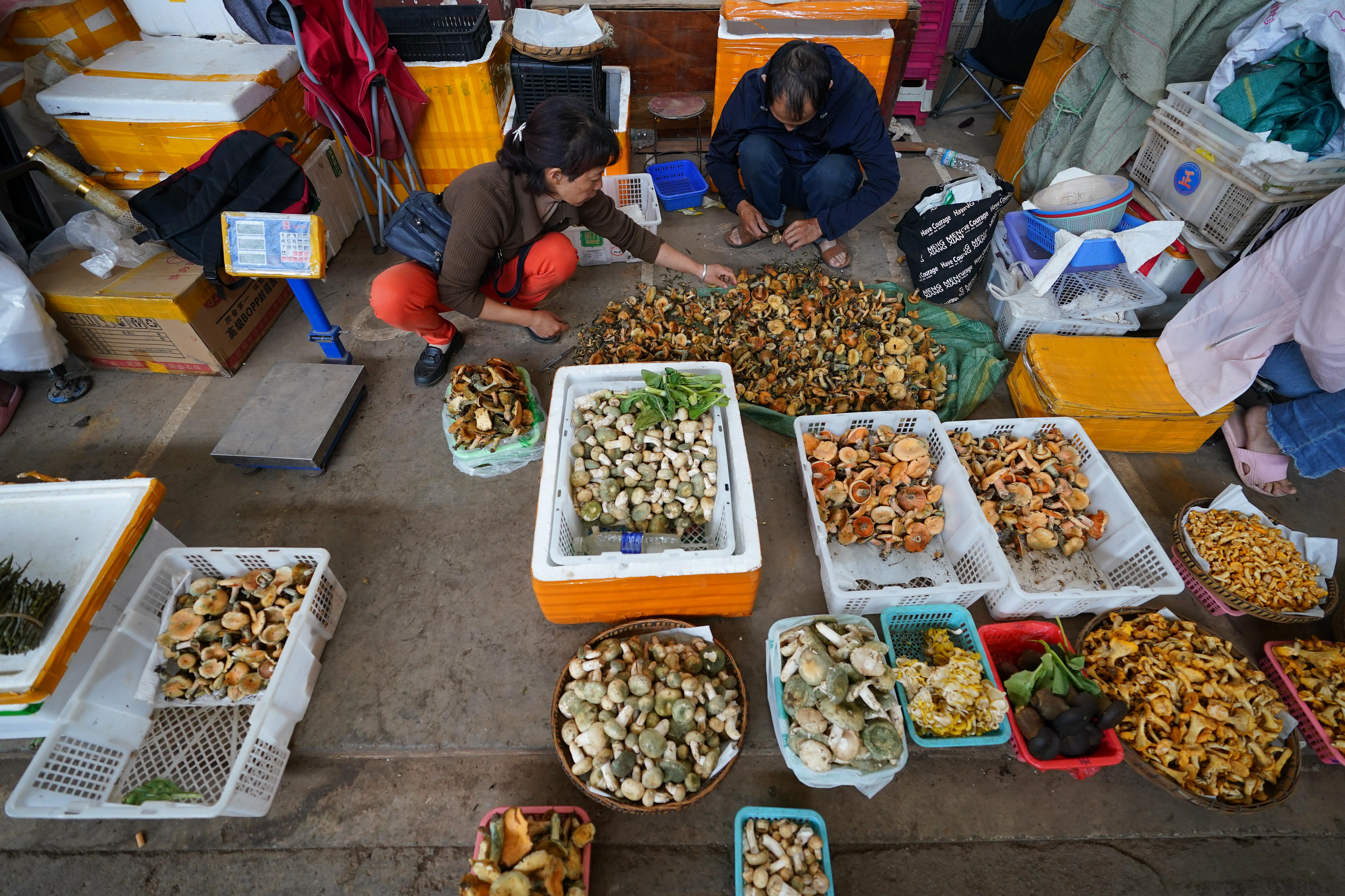 Wild mushrooms on sale at a market in Kunming, Yunnan are seen in this photo taken on June 6, 2023. Yunnan has more than 900 species of wild edible mushrooms, with some 200 species commonly traded in local markets. /CNSPHOTO