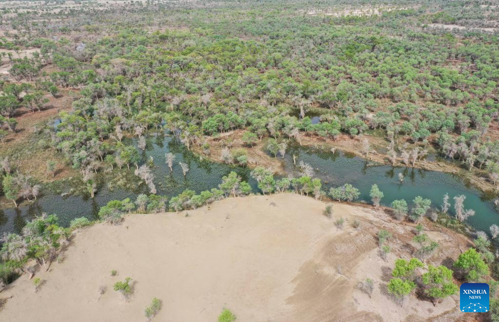 This aerial photo shows a view of the desert poplar (populus euphratica) forest on the edge of Taklimakan desert, northwest China's Xinjiang Uygur Autonomous Region, May 25, 2023. /Xinhua