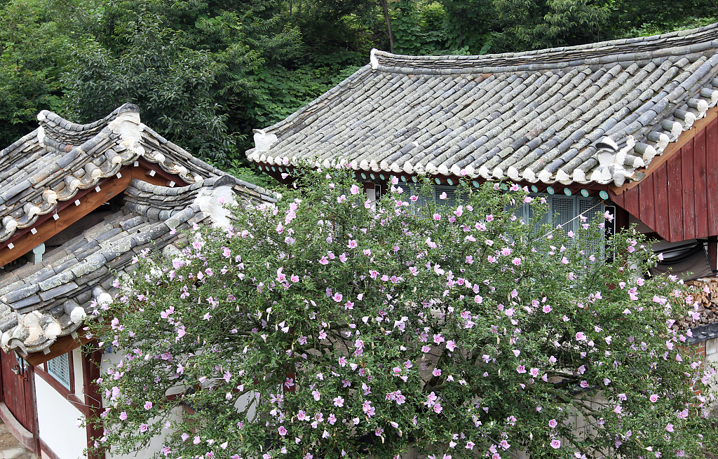 Blooming mokkeunhwa in South Korea.