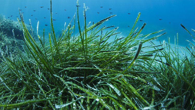 China launches first guideline for seagrass bed restoration technology