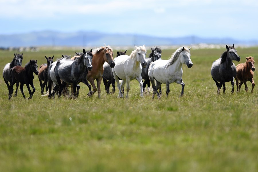 A herd of Hequ horses gallop on a ranch in Maqu County, Gannan Tibetan Autonomous Prefecture of northwest China's Gansu Province, July 15, 2021. /Xinhua