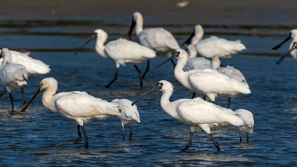 Live: Black-faced spoonbills arrive in southeastern China's wetland