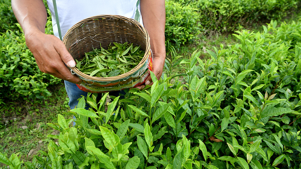 Live: Discover tea plantation on 'roof of the world' in Xizang