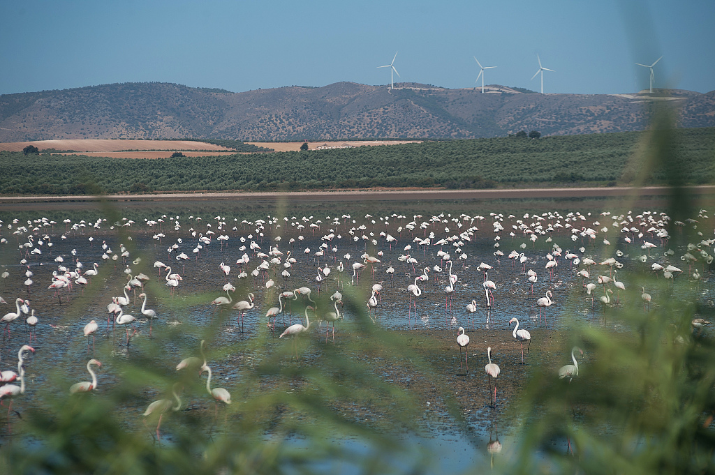 A group of flamingos on a lagoon at the Fuente de Piedra Lagoon, near Malaga, Spain, August 17, 2019. /CFP