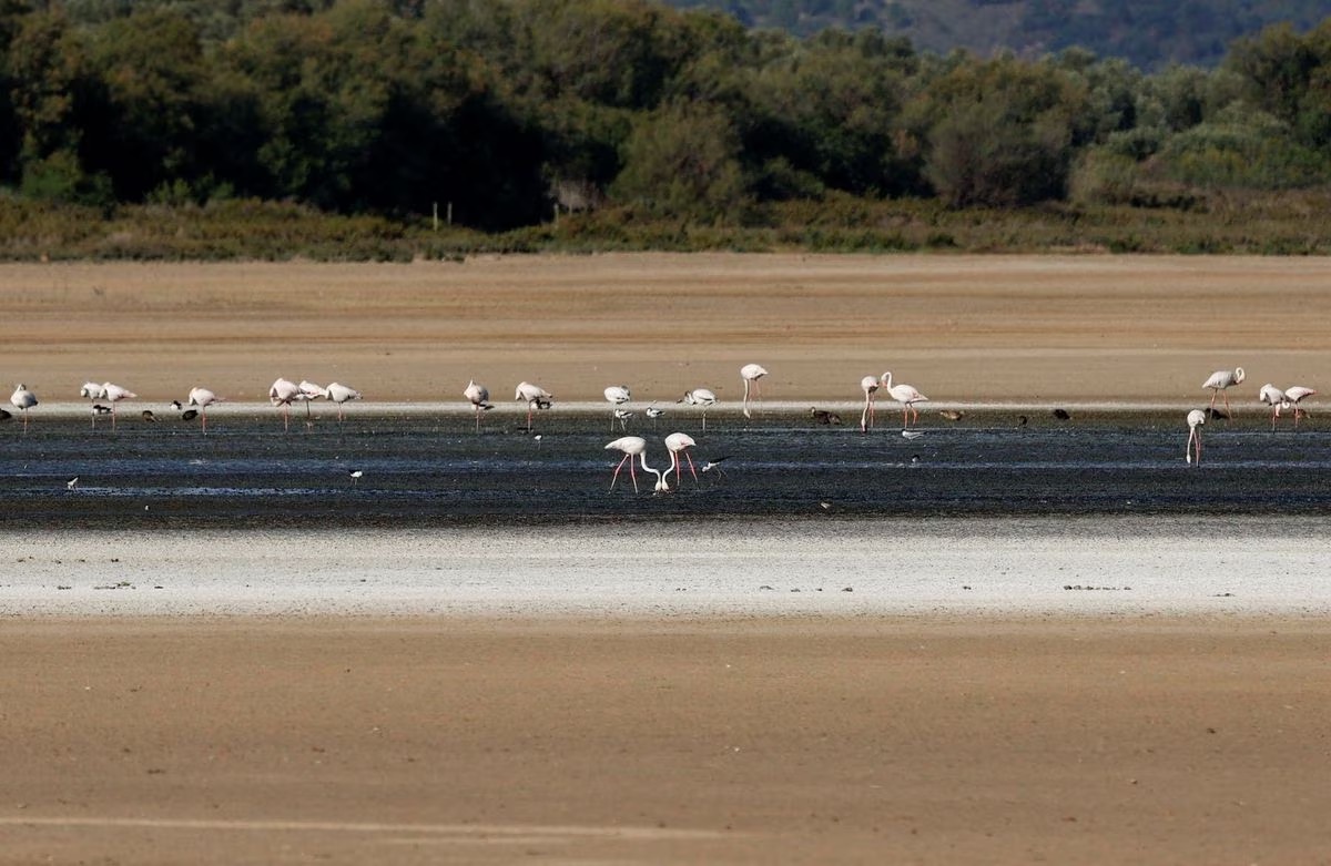 Flamingos feed in the mud on a dried up lagoon, where a colony of flamingos has not been able to nest, as it does annually, due to the severe drought, at the Fuente de Piedra nature reserve, near Malaga, Spain, June 17, 2023. /Reuters
