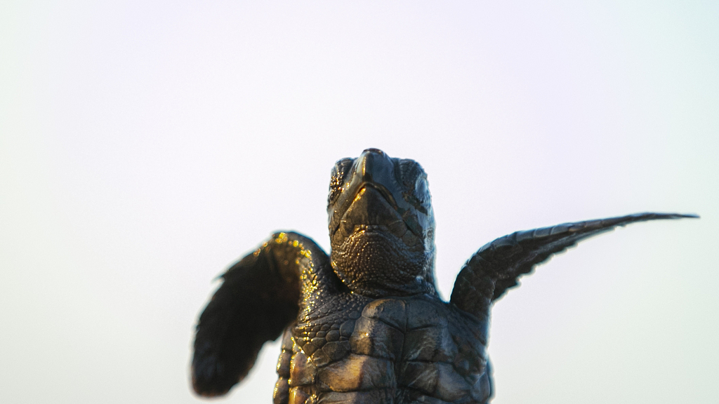 Closeup of a newborn loggerhead turtle. /VCG