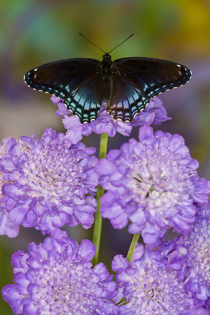 The Power of Flower: Scabiosa butterfly blue