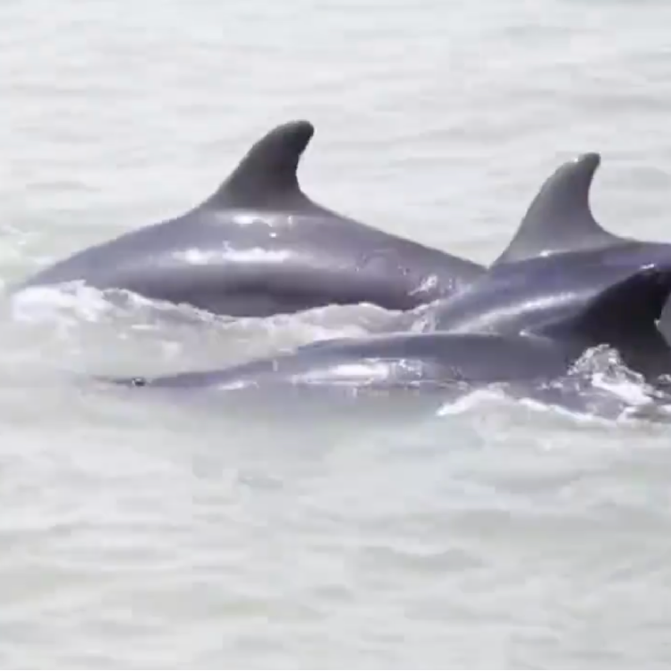 Dozens of false killer whales 'patrol' with coast guards in E China - CGTN