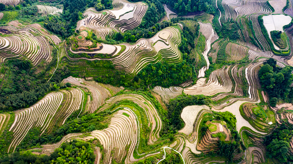 Live: Explore the splendid Longji Rice Terraces on the 'dragon's backbone'