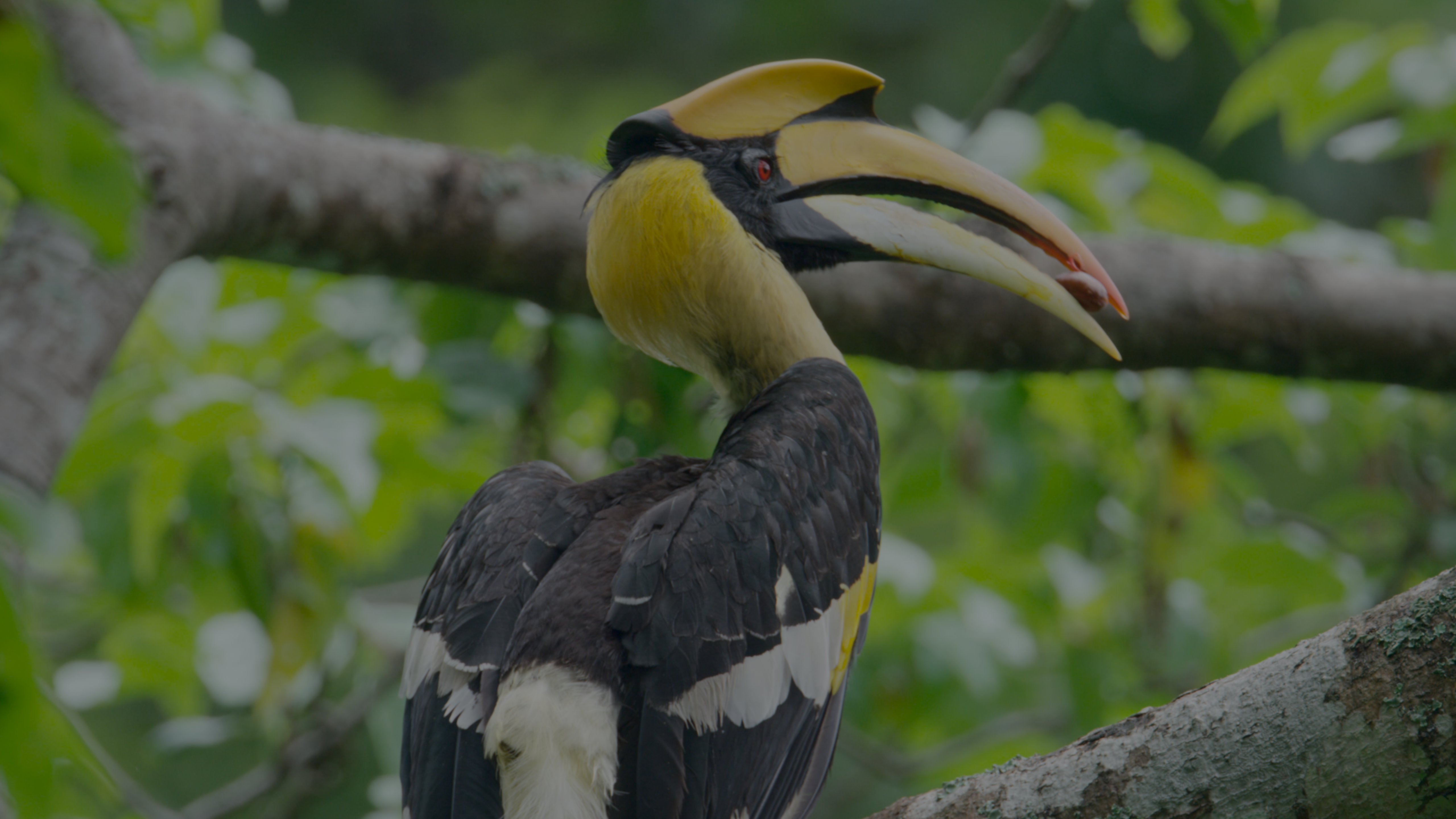 Yunnan Dehong Series | Episode 2: Totem bird 