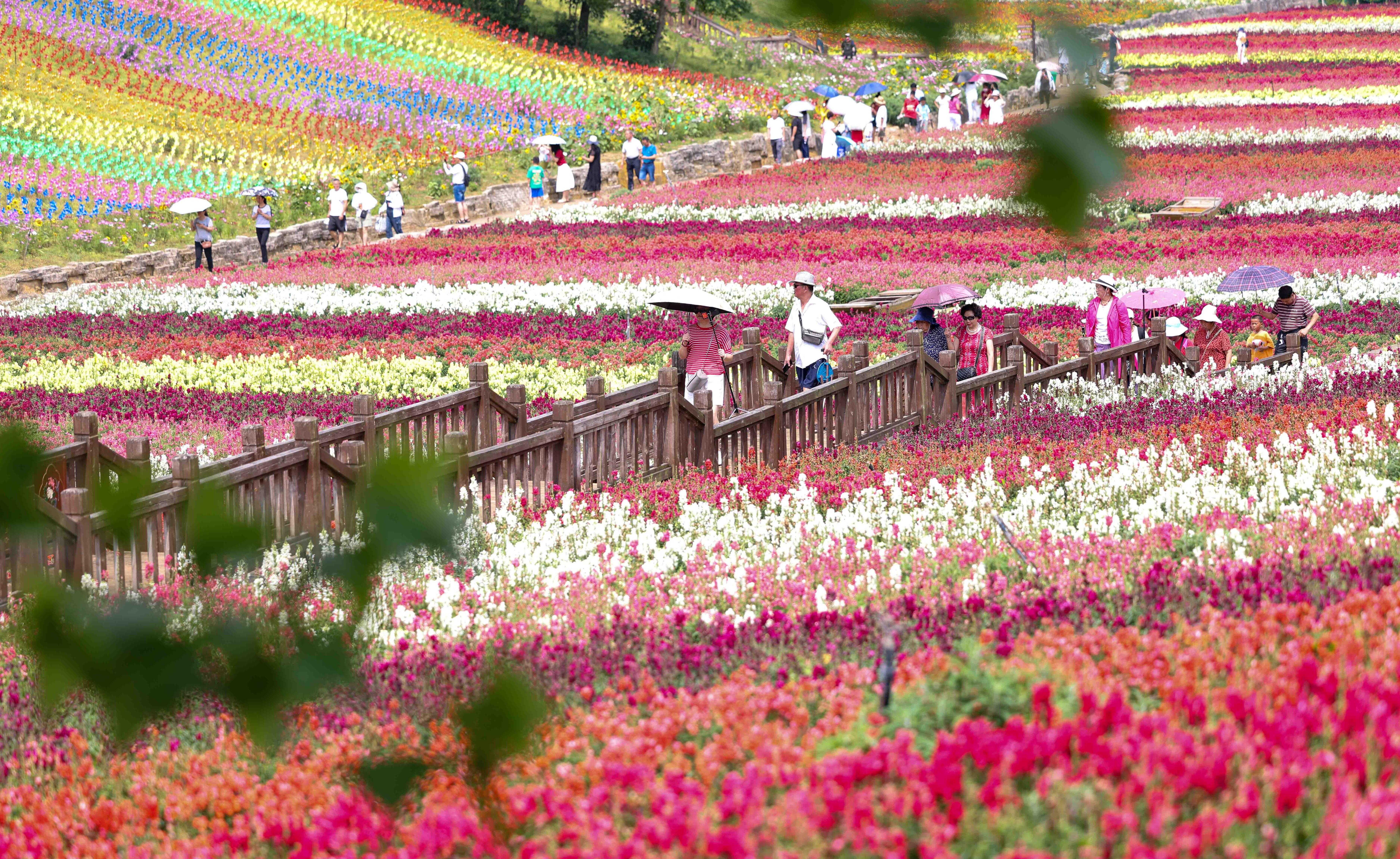 Visitors enjoy a vibrant display of flowers in Yaogujiang Village, located in Majiang County, Guizhou Province, June 3, 2023. /CNSPHOTO