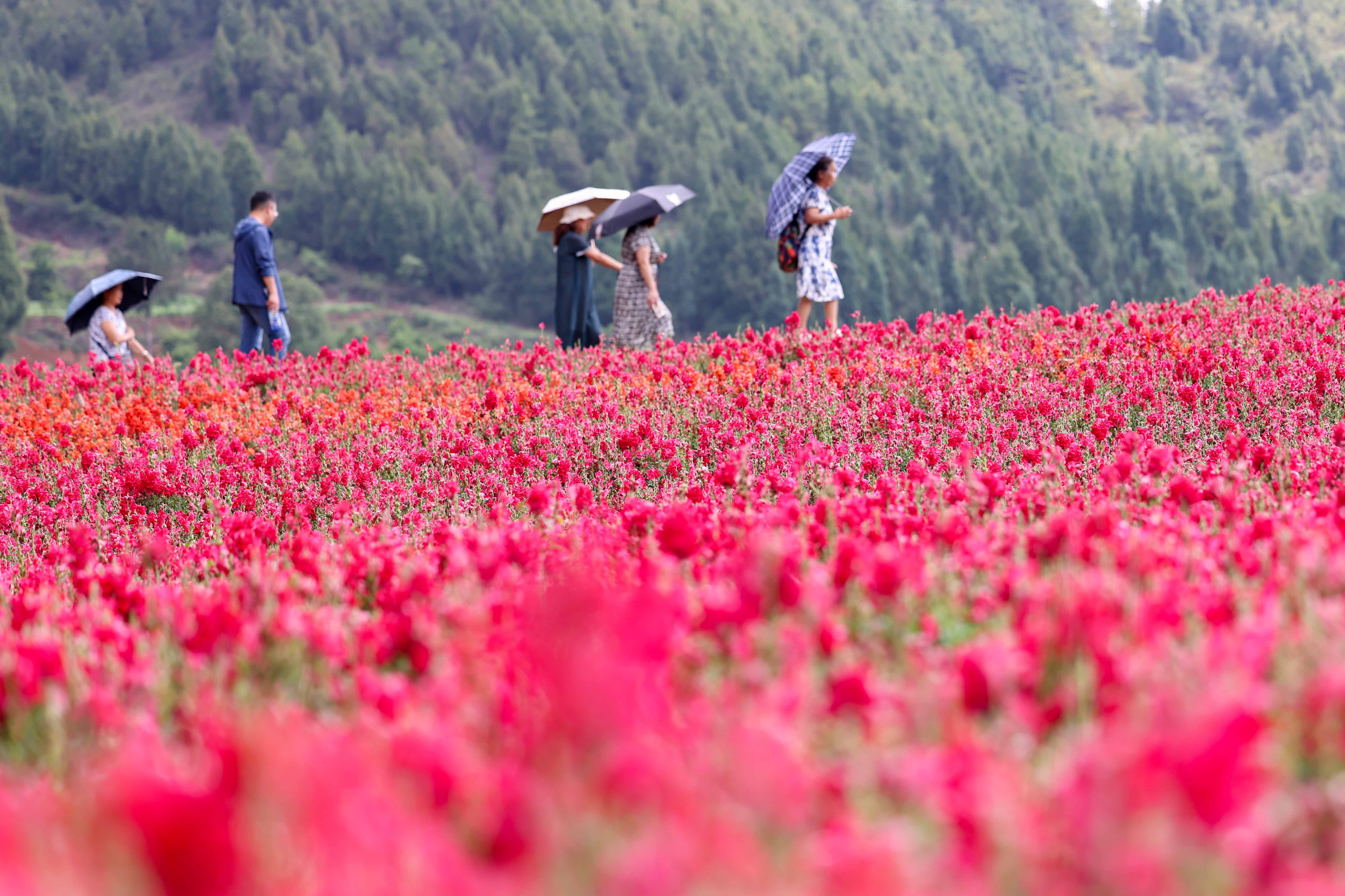 Visitors enjoy a vibrant display of flowers in Yaogujiang Village, located in Majiang County, Guizhou Province, June 3, 2023. /CNSPHOTO