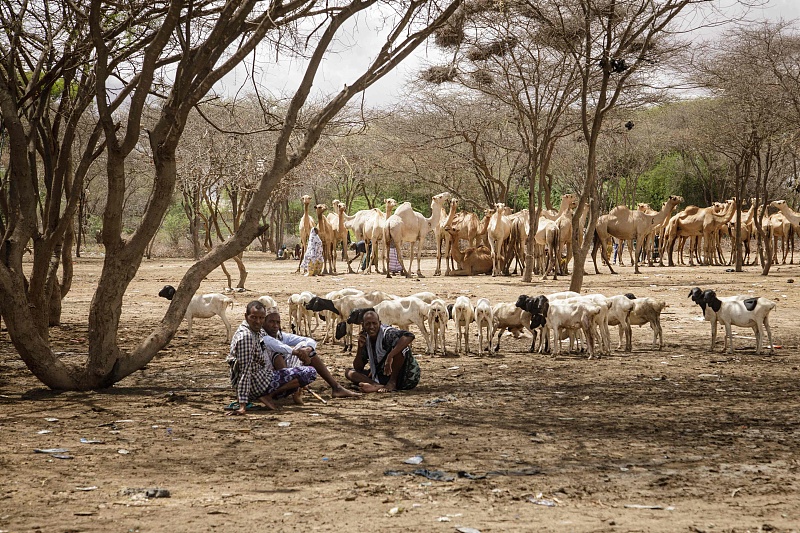 Men sit in a shade as they take care of their goats in a refugee camp for the lack of raining, Kenya, March 23, 2023. /CFP