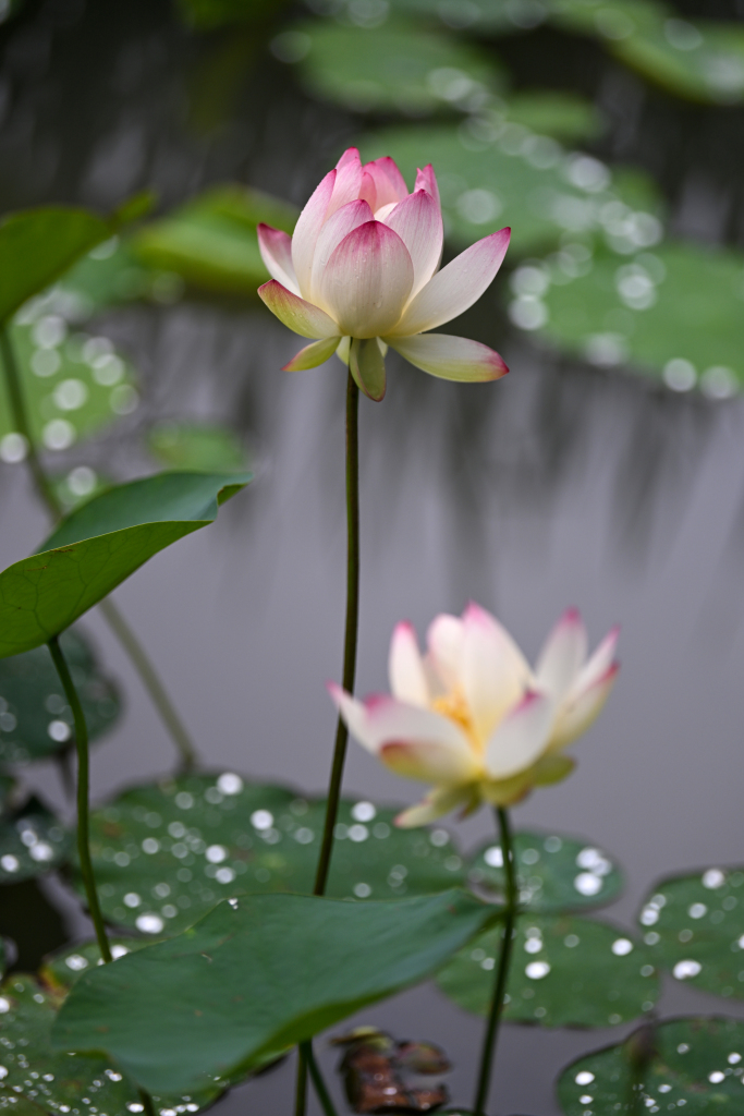 Lotus flowers bloom at a pond in a school in Kunshan, Jiangsu Province, June 25, 2023. /CFP