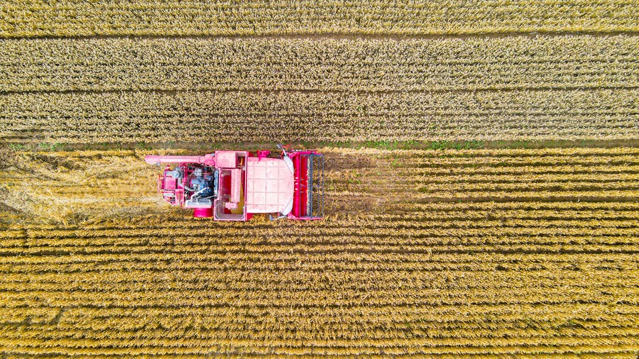 An agricultural machine harvests wheat in Yanhu District of Yuncheng City, north China's Shanxi Province, May 31, 2023. /Xinhua