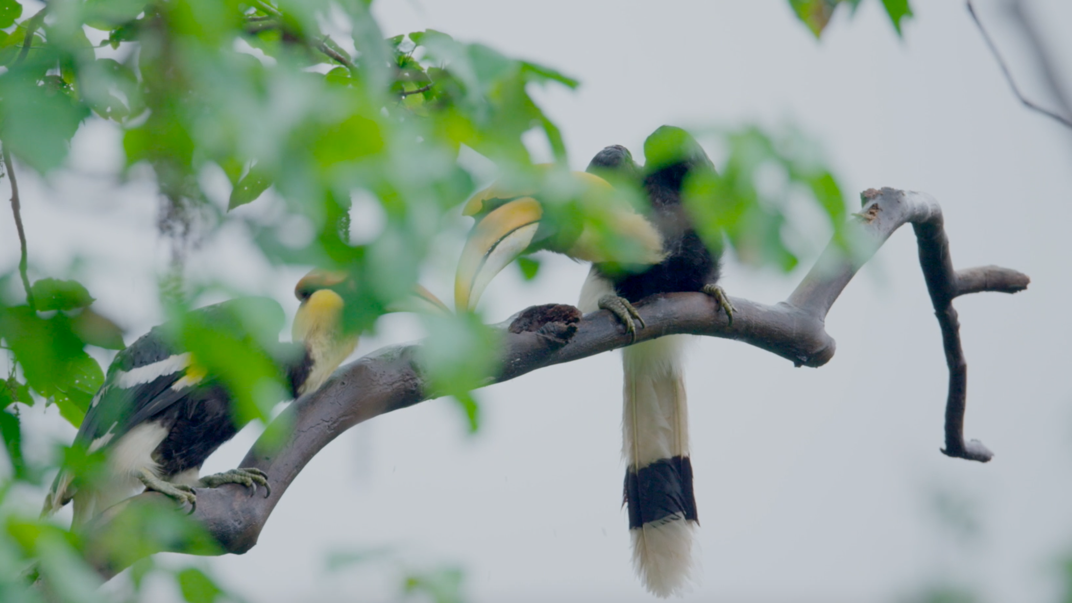 Yunnan Dehong Series | Episode 4: Songs of feathers