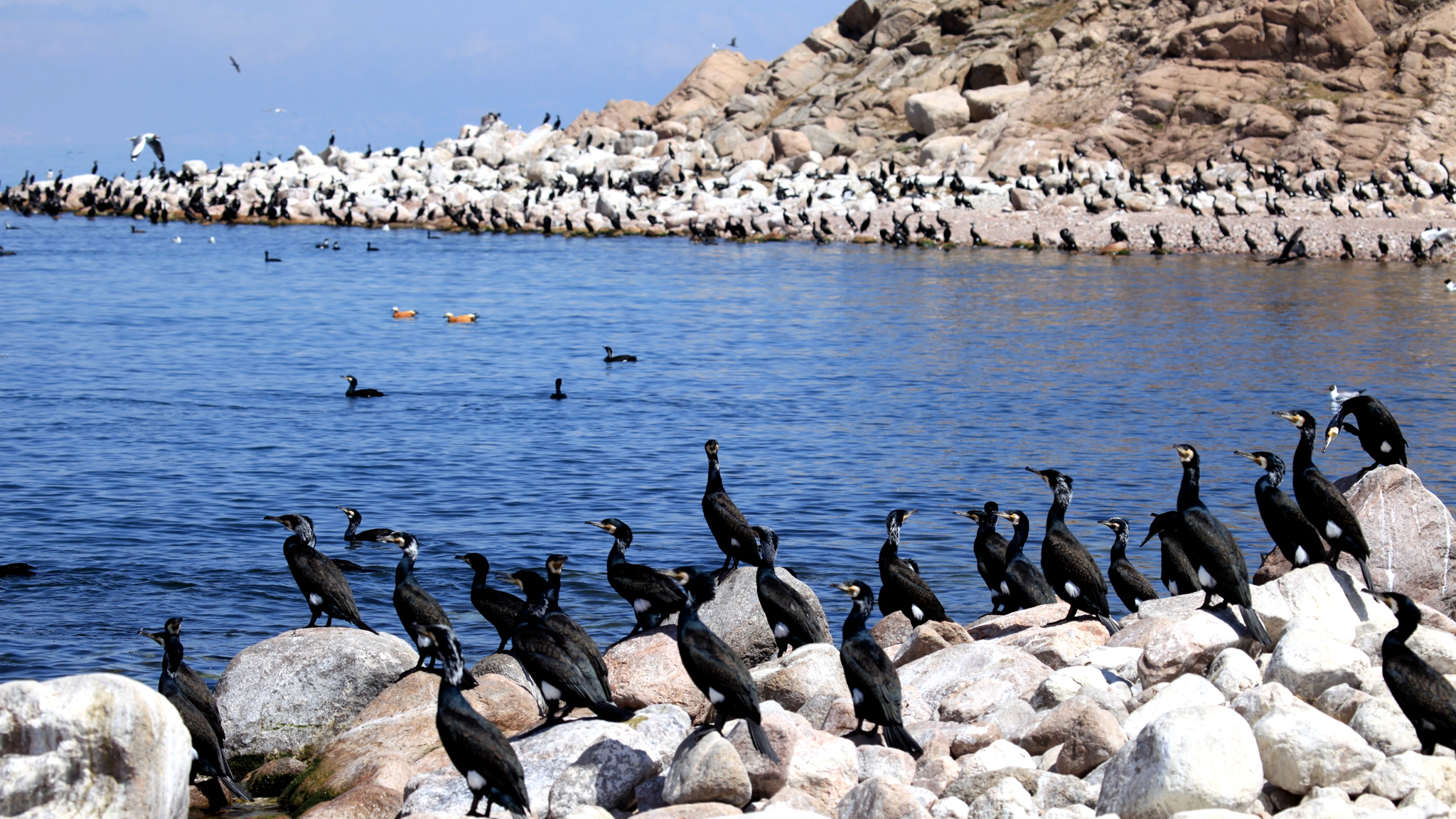 Live: A sneak peek at the Bird Island in Qinghai Lake