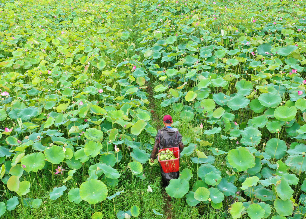 A farmer harvests lotus seed pods in Ji'an, Jiangxi, June 25, 2023. /CFP