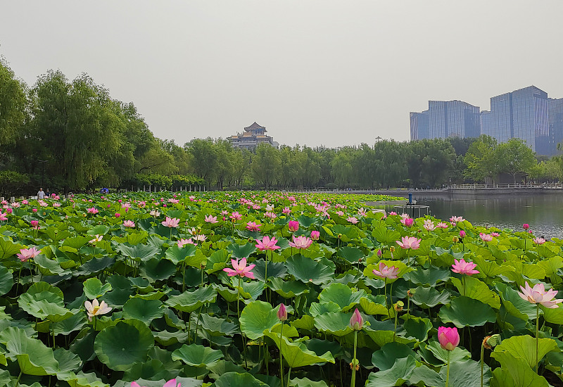 A photo shows a glimpse of the Lotus Pond Park, one of the most famous parks in Beijing, June 25, 2023. /CFP