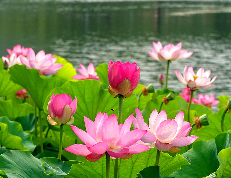 Lotuses enter blossoming season at the Lotus Pond Park in Beijing, June 25, 2023. /CFP