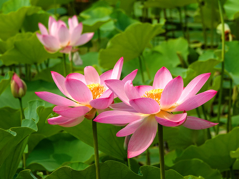 Beautiful blossoming lotuses are captured at the Lotus Pond Park in Beijing, June 25, 2023. /CFP