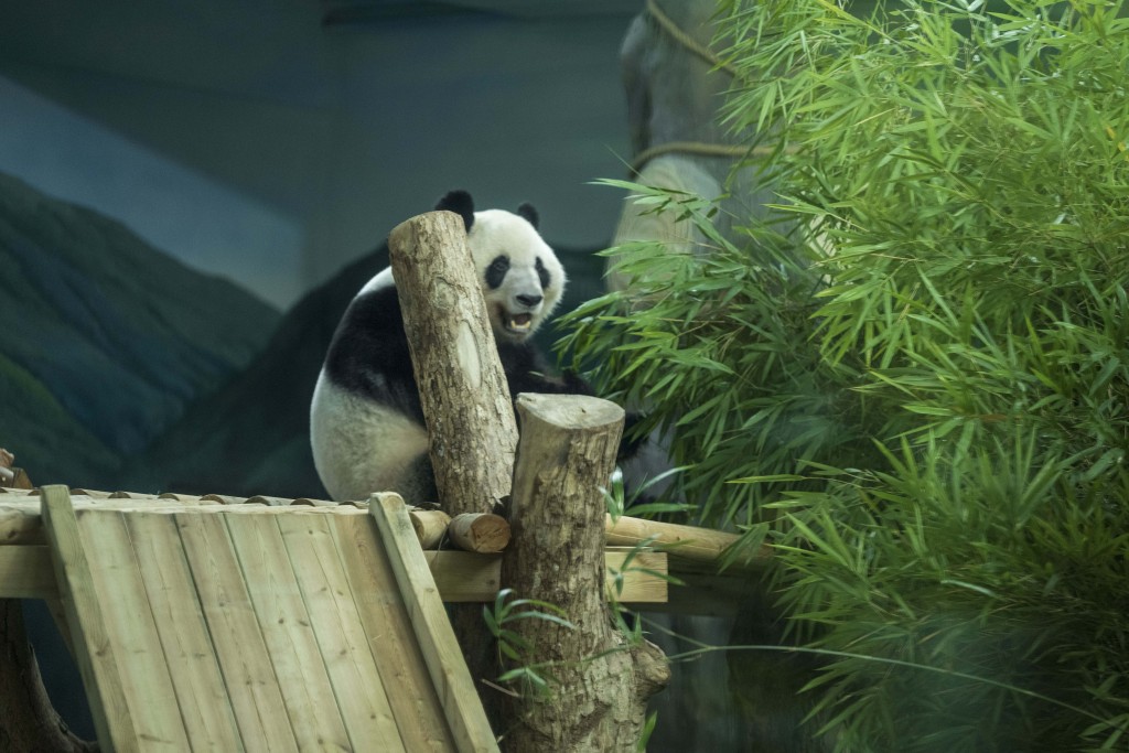 Giant panda Jilan is photographed having fun at a zoo in Nanning, Guangxi, June 23, 2023. /CFP