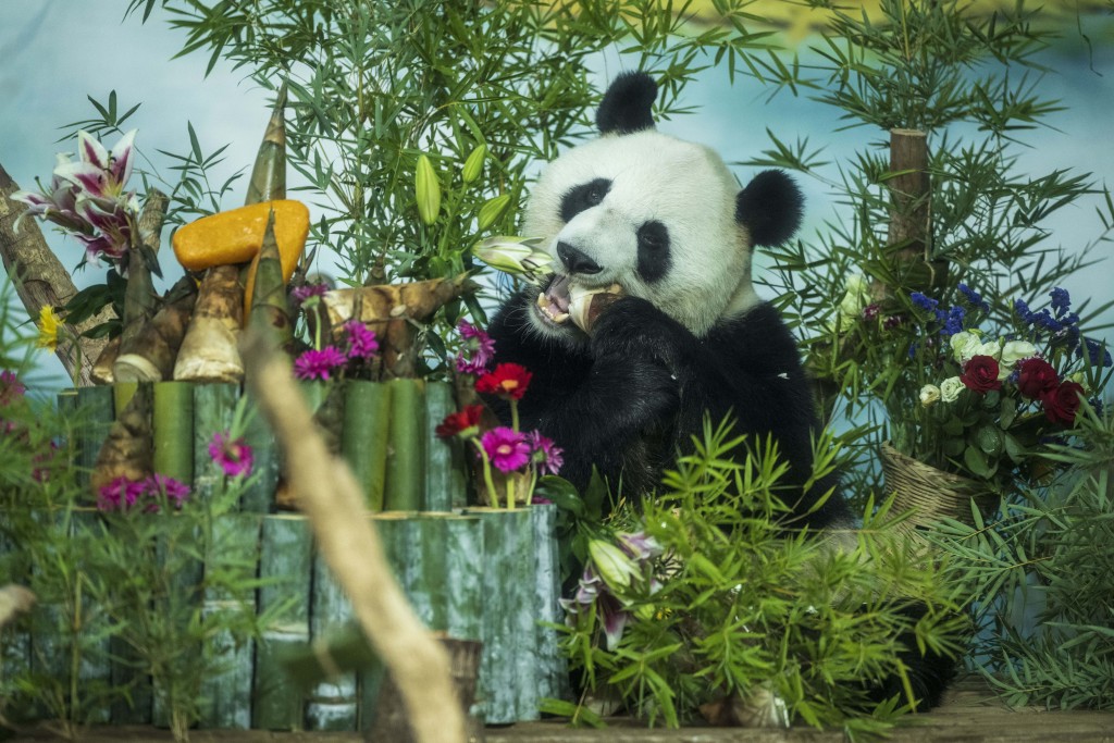 Giant panda Jimei enjoys a feast as part of its birthday celebrations at a zoo in Nanning, Guangxi, June 23, 2023. /CFP