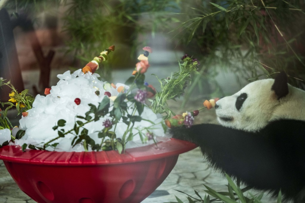 Giant panda Jimei enjoys a feast as part of its birthday celebrations at a zoo in Nanning, Guangxi, June 23, 2023. /CFP