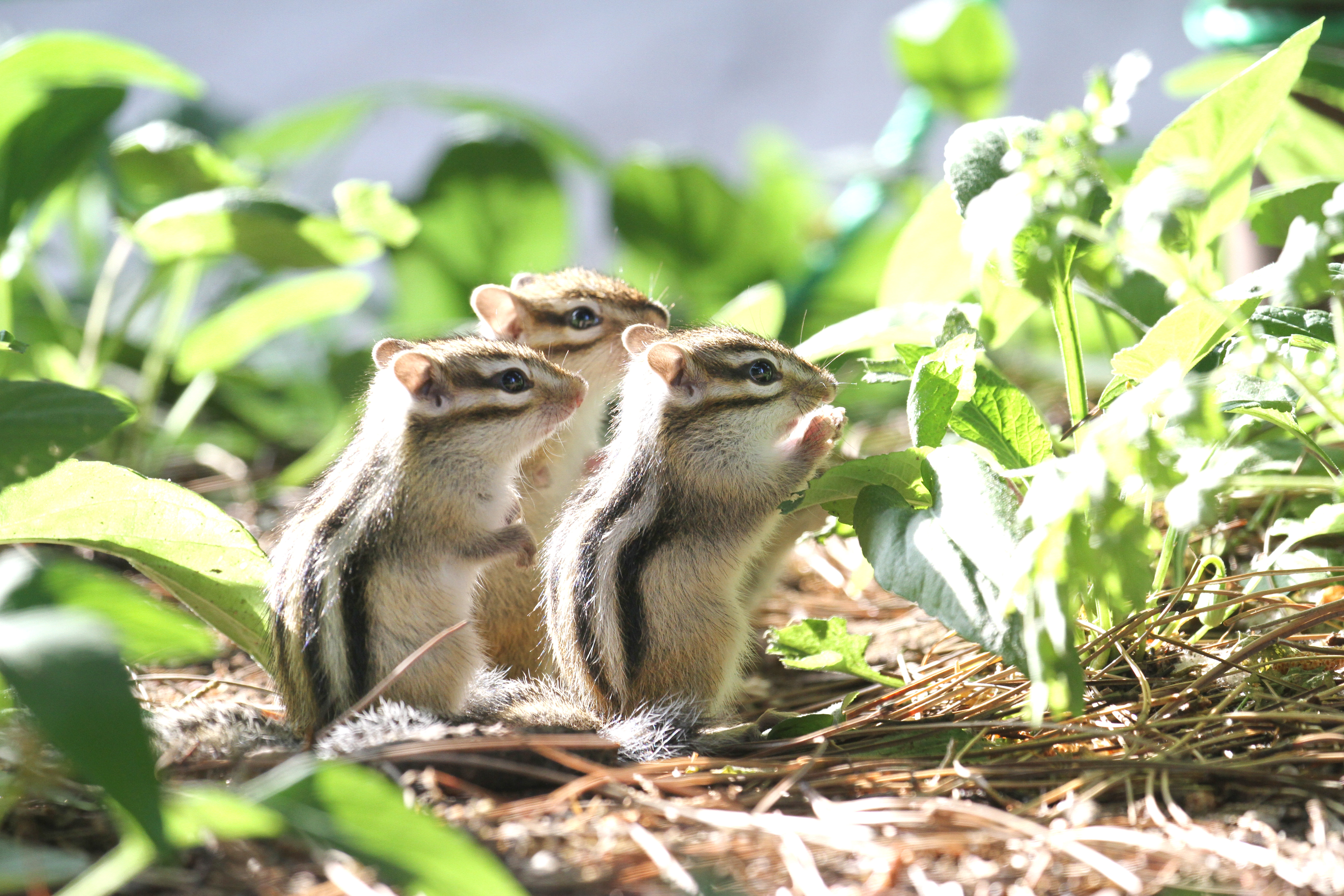 Adorable chipmunks hop around seeking summer fun at the Beiling Park in Shenyang, Liaoning Province, June 8, 2023. /CNSPHOTO