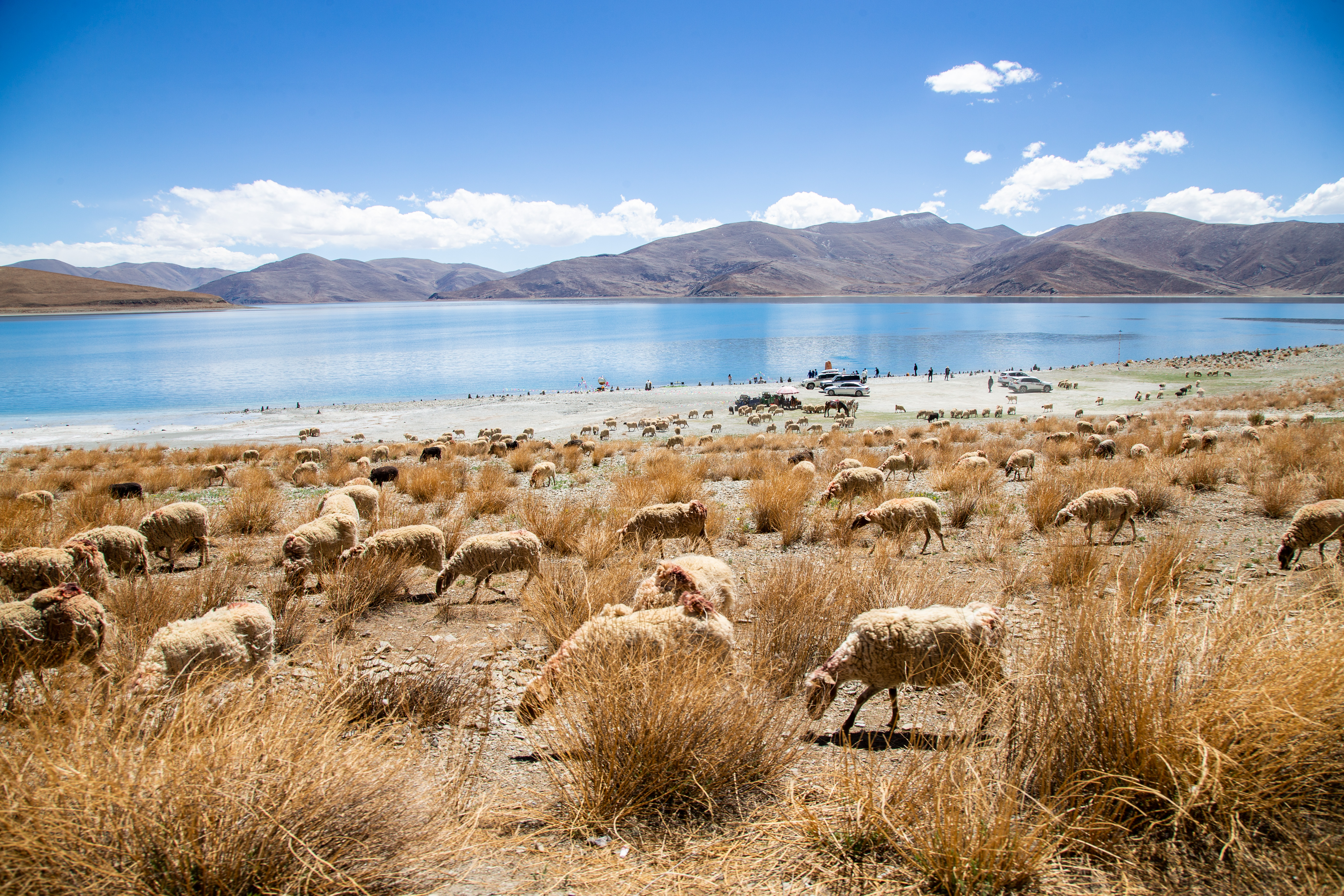 A flock of sheep grazes leisurely beside Yamdrok Lake in Gonggar County, Shannan City, Xizang Autonomous Region, on June 3, 2023. The shoreline of Yamdrok Lake stretches far into the distance and is abundant with meadows. Locals take advantage of the resources here to graze their sheep. /CNSPHOTO