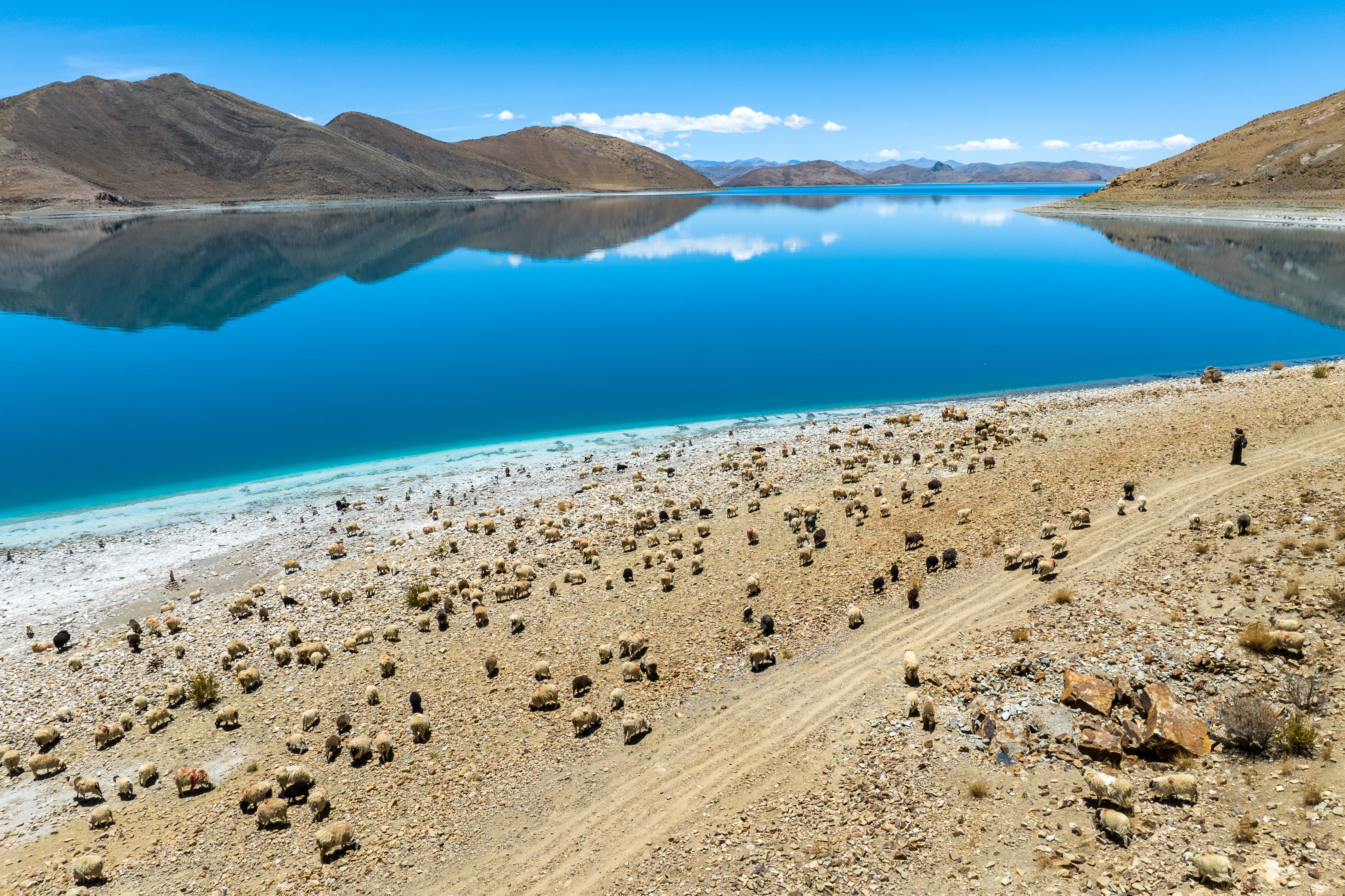 A flock of sheep grazes leisurely beside Yamdrok Lake in Gonggar County, Shannan City, Xizang Autonomous Region, on June 3, 2023. The shoreline of Yamdrok Lake stretches far into the distance and is abundant with meadows. Locals take advantage of the resources here to graze their sheep. /CNSPHOTO