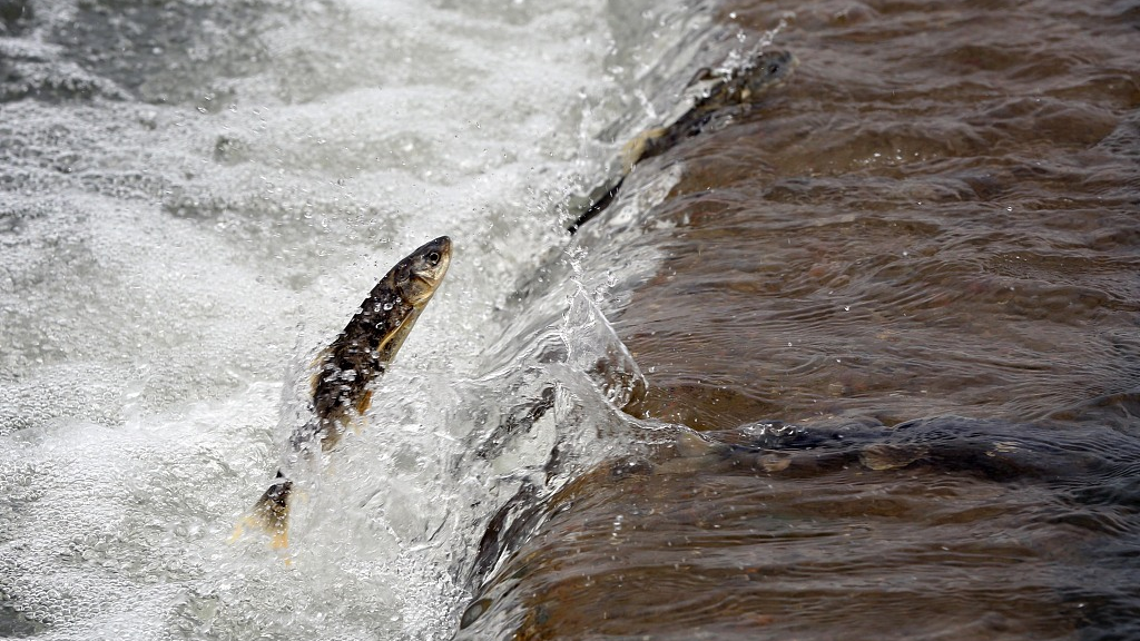 Live: The migration of naked carp in Qinghai Lake reaches its peak