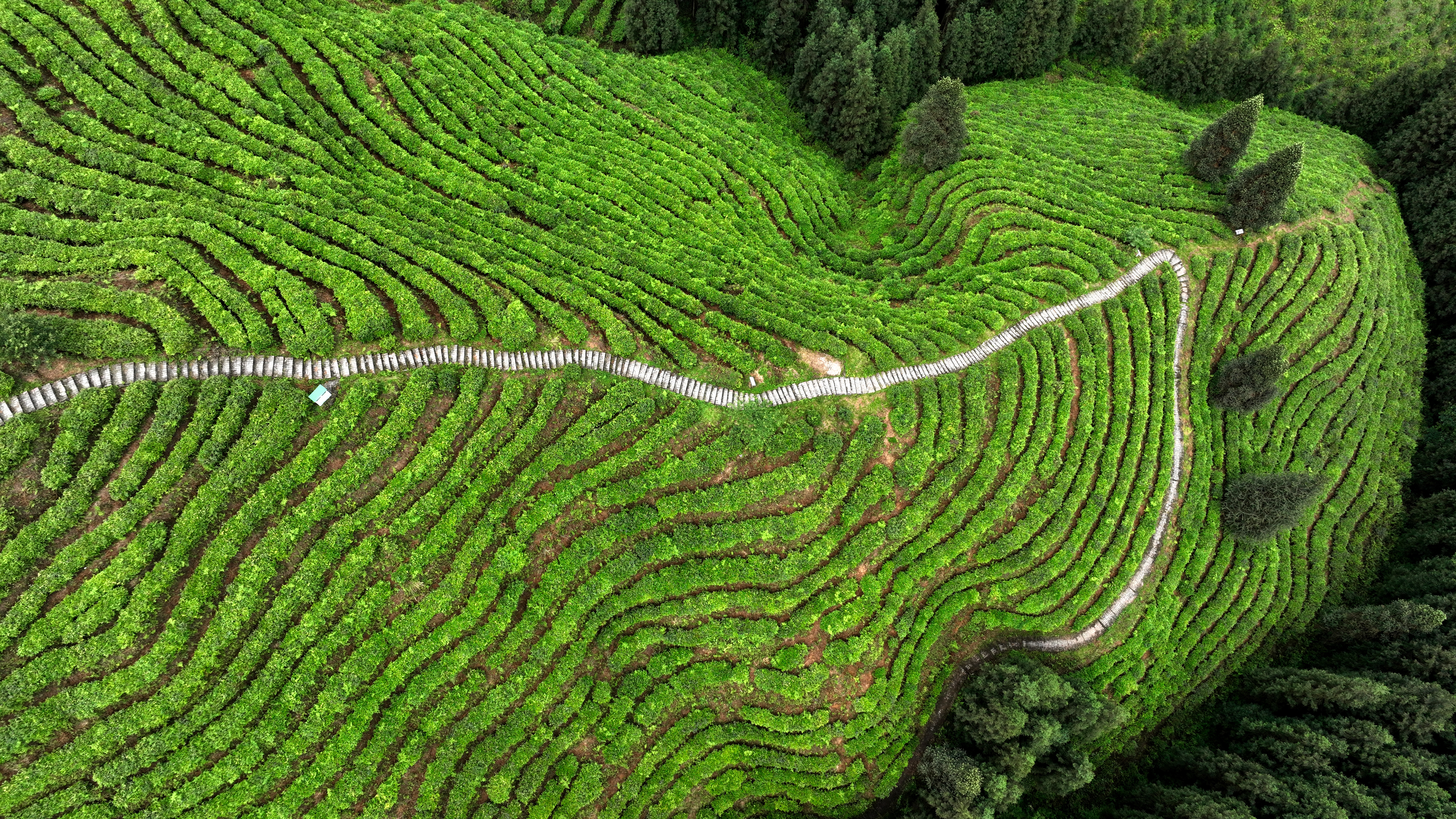 This aerial photo shows a magnificent view of a tea plantation in Hongya County, Meishan City, southwest China's Sichuan Province, on May 13, 2023. /CNSPHOTO