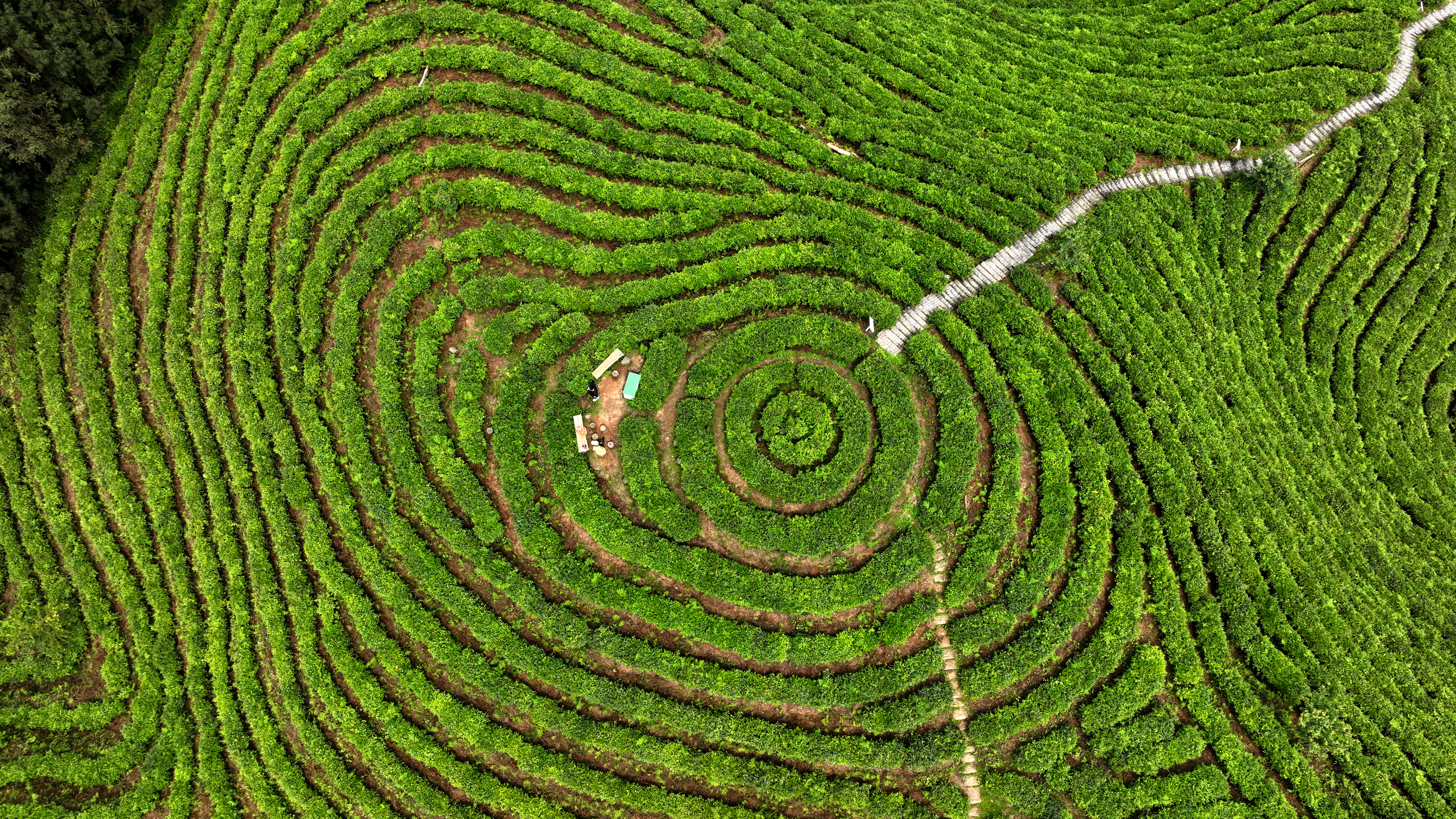 Tea garden in Sichuan resembles Earth's 'fingerprint'