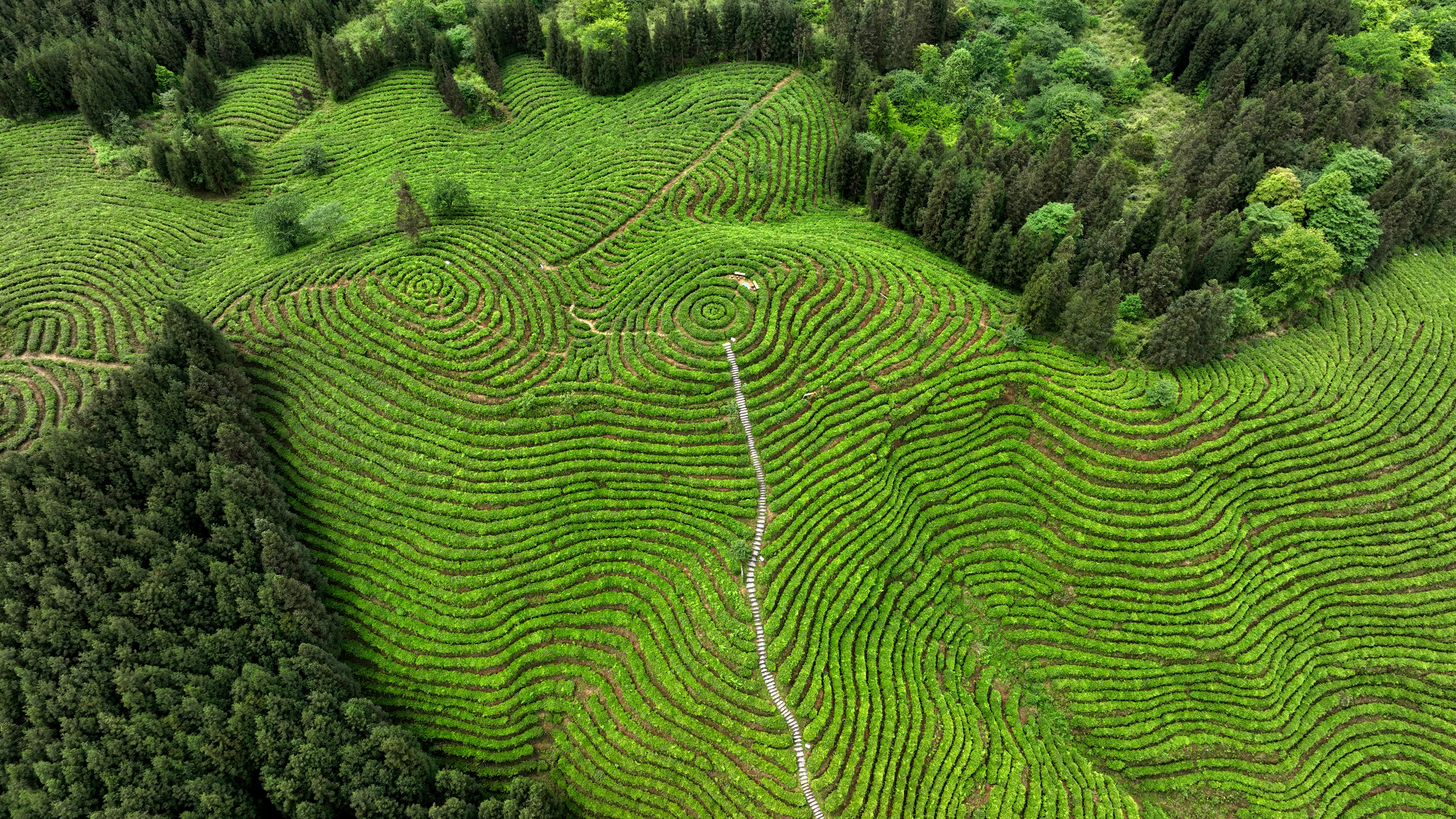 This aerial photo shows a magnificent view of a tea plantation in Hongya County, Meishan City, southwest China's Sichuan Province, on May 13, 2023. /CNSPHOTO