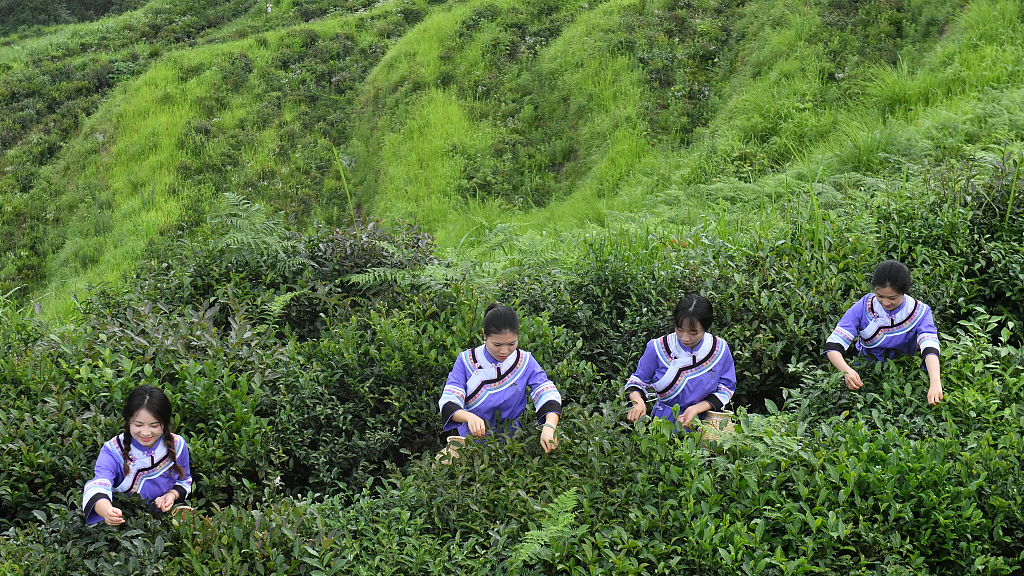 Bountiful harvest in Guizhou's tea gardens
