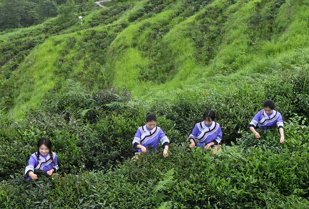 Tea farmers pick tea leaves in Wanmo County, Guizhou Province on June 26, 2023. /CFP