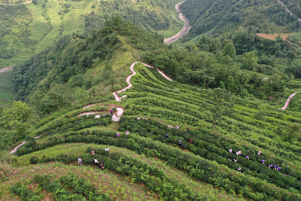 Tea farmers pick tea leaves in Wanmo County, Guizhou Province on June 26, 2023. /CFP