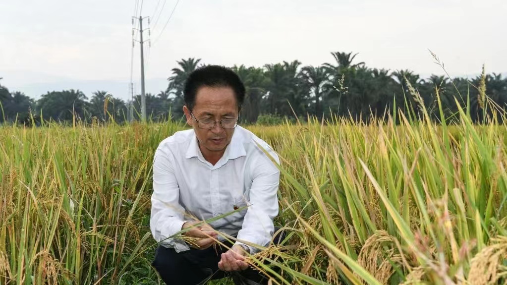 Yang Huade, a Chinese expert in rice farming, checks the hybrid rice (R) and local rice breeds in Kihanga, Bubanza Province, Burundi, June 20, 2023. /Xinhua